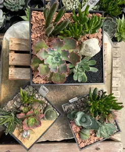Desert Sky Succulents 8" - image 2