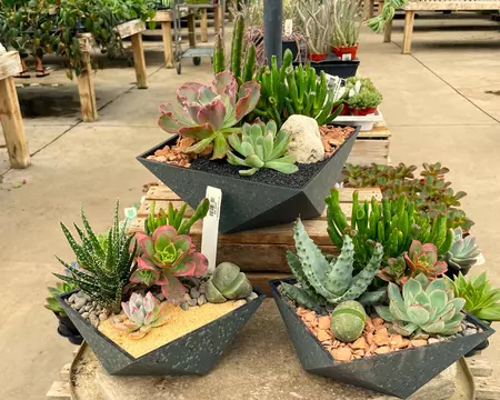 Desert Sky Succulents 8" - image 1