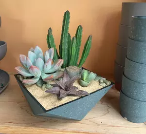 Desert Sky Succulents 6" - image 4