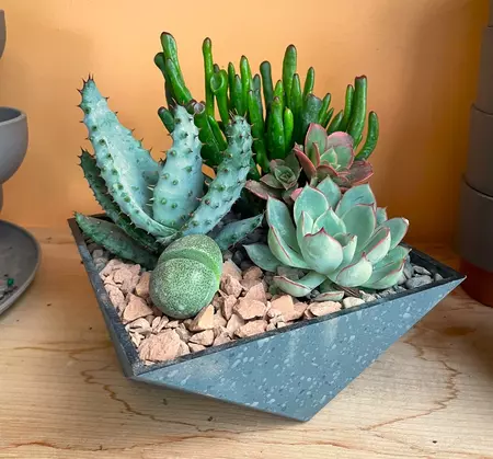 Desert Sky Succulents 6" - image 3