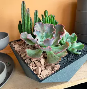 Desert Sky Succulents 8" - image 3