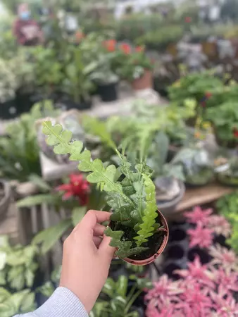 Fishbone Cactus 4"