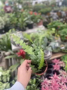 Fishbone Cactus 4"
