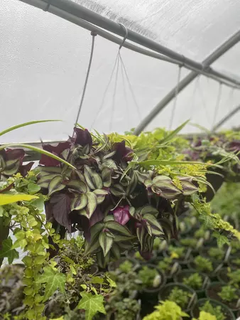 12" Foliage Shade Mix Hanging Basket