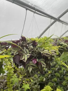 12" Foliage Shade Mix Hanging Basket