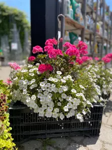 12" Geranium Sun Mix Planter