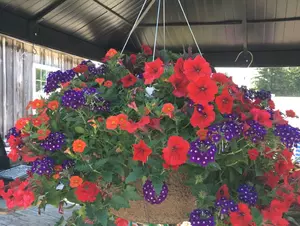 Hummingbird mix - 16" Hanging Basket