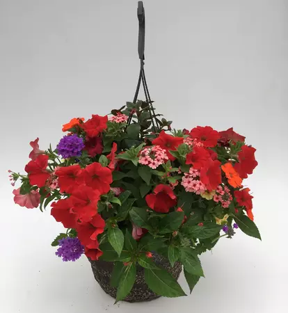 12" option for hummingbird baskeet