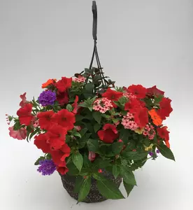 12" option for hummingbird baskeet