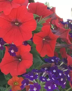 Red petunias and blue verbena in hummingbird basket mix
