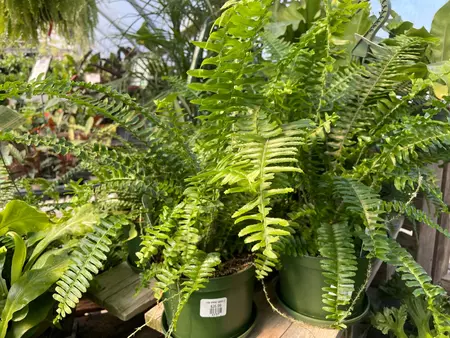 Kimberly Queen Fern 6"