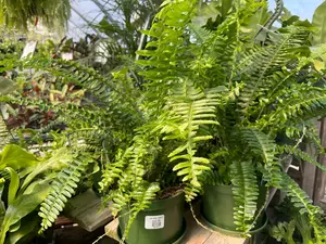 Kimberly Queen Fern 6"