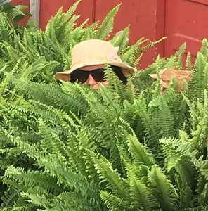 Kimberely Queen Fern 12"