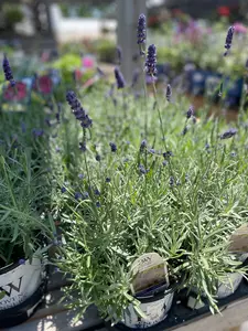 Lavender Perennial Assorted - image 2
