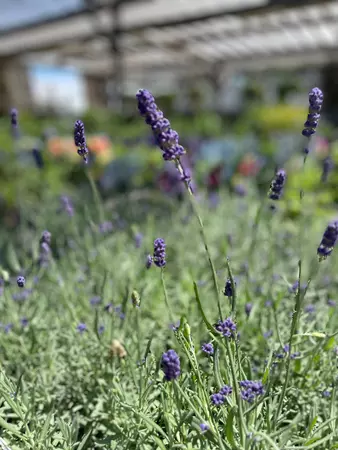 Lavender Perennial Assorted - image 1