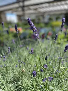 Lavender Perennial Assorted - image 3