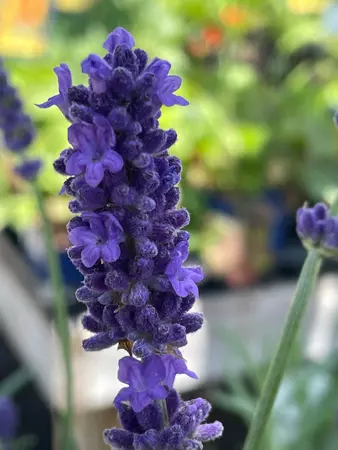 Lavender Perennial Assorted - image 3