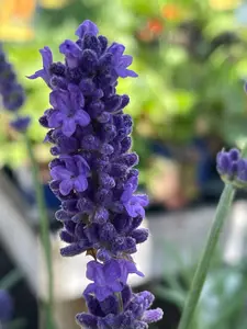 Lavender Perennial Assorted - image 3