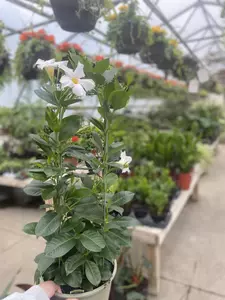 Mandevilla w Trellis 10"