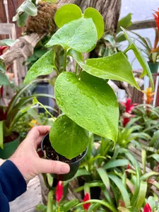Monstera Deliciosa 4" - image 2