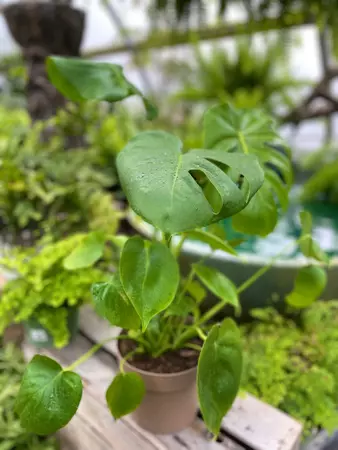 Monstera 7" - image 1