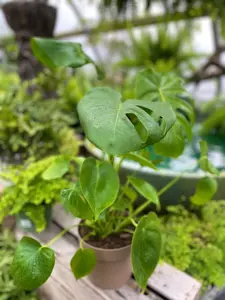 Monstera 7" - image 2