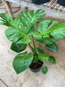 Monstera Deliciosa 10" - image 2