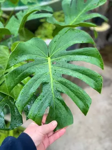 Monstera 7" - image 2