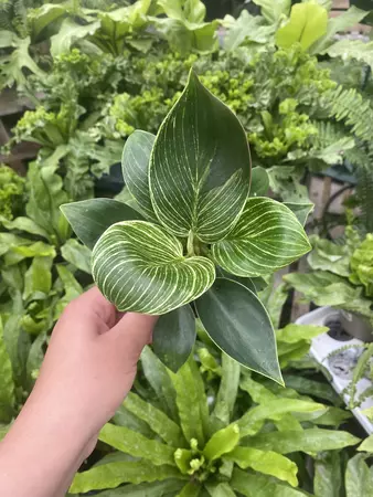 Philodendron Birkin 4" - image 2