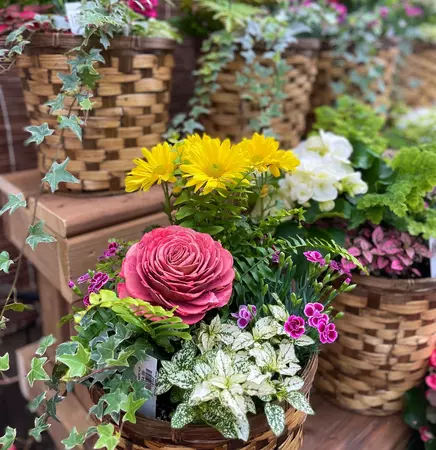 Pot Planted - image 1