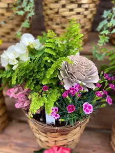 Pot Planted - image 2