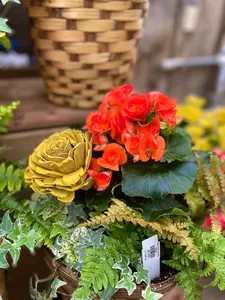 Pot Planted - image 3