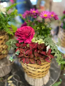 Pot Planted - image 5