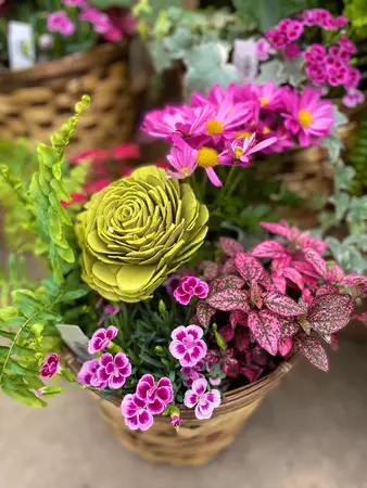 Pot Planted - image 6