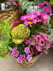 Pot Planted - image 6