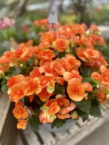Reiger Begonia (Shade) 12" Hanging Basket - image 4
