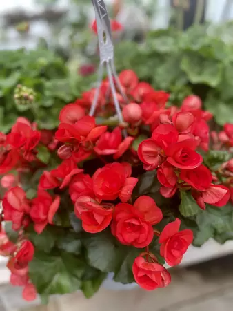Reiger Begonia (Shade) 12" Hanging Basket - image 2
