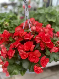 Reiger Begonia (Shade) 12" Hanging Basket - image 2