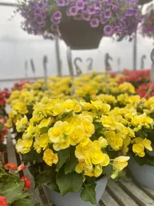 Reiger Begonia (Shade) 12" Hanging Basket - image 3