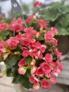 Reiger Begonia (Shade) 12" Hanging Basket - image 4