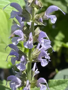 Salvia Perennial Assorted - image 1