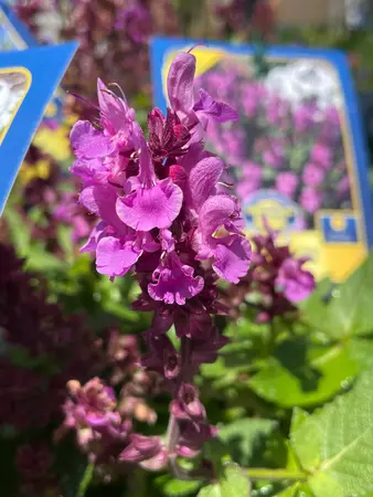 Salvia Perennial Assorted - image 2