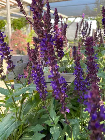 Salvia Perennial Assorted - image 3