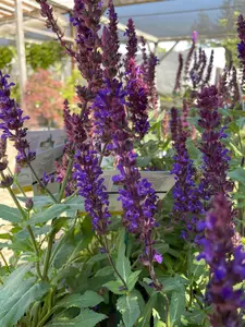 Salvia Perennial Assorted - image 3