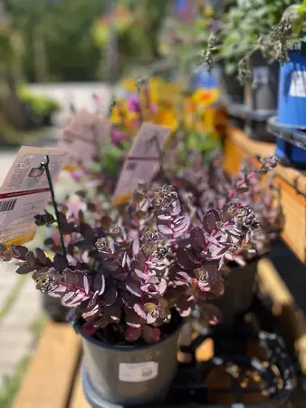 Sedum Perennial Assorted - image 2
