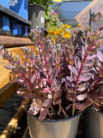 Sedum Perennial Assorted - image 3