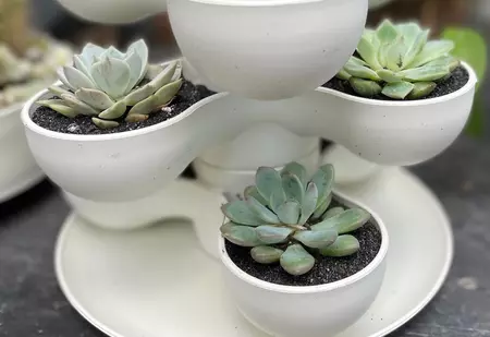 Succulent Tower Arrangement 8" - image 2