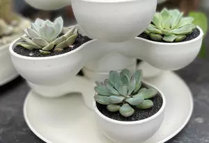 Succulent Tower Arrangement 8" - image 2
