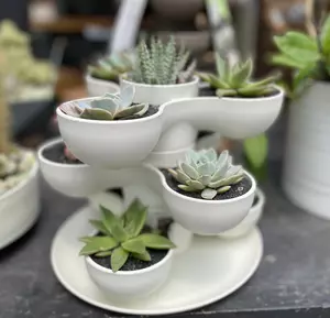 Succulent Tower Arrangement 8" - image 3