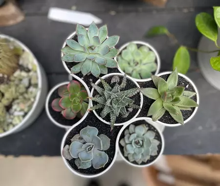 Succulent Tower Arrangement 8" - image 3